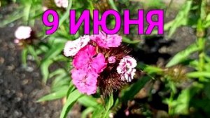 Летние денёчки... Варю картофель для ушастиков