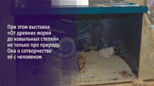 В Старооскольском краеведческом музее проходят сразу две выставки о природе Черноземья