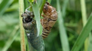 Цикада горная (Cicadetta montana). Прогулка за цикадами.