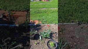 1продолжаю высаживать помидоры ,похвастаюсь и цветочками