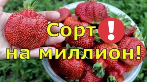 ЛУЧШИЕ СОРТА КЛУБНИКИ! Вкусная и урожайная садовая земляника