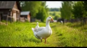 10 июня - Никита Гусятник. Традиции и народные приметы