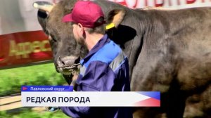 В Нижегородской области намерены сохранить и развивать красную горбатовскую породу коров