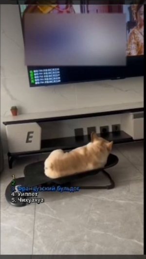 Топ 5 собак для домоседа