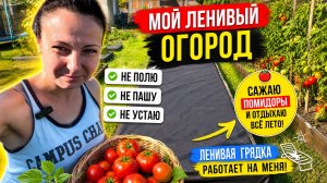 ВЫСАДИЛА РАССАДУ ПОМИДОР В ЛЕНИВЫЕ ГРЯДКИ/МОЙ ЛЕНИВЫЙ ОГОРОД/САЖАЮ ПОМИДОРЫ И ОТДЫХАЮ ВСЕ ЛЕТО