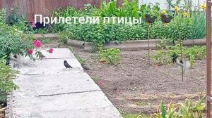 Прилетели птицы 🐦.