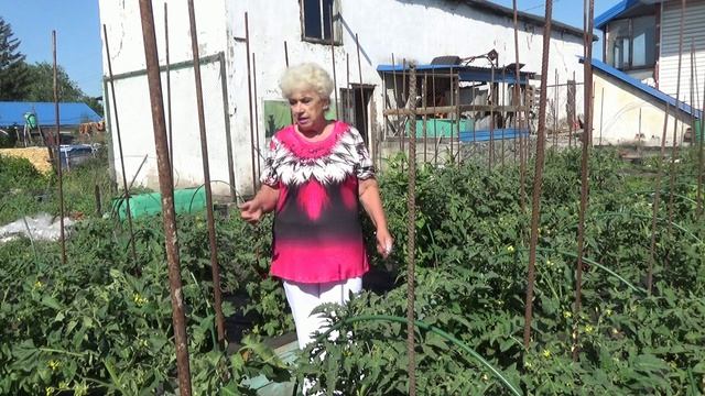 Ранняя высадка Томатных Гномов дает ранний и богатый урожай! 9 июня 2026. смотреть онлайн
