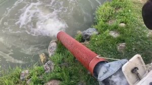 привоз африканского сома на малый водоём