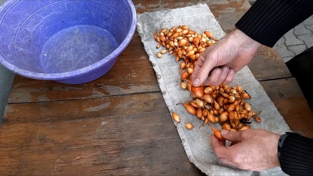 Как посадить лук севок для сильного урожая.