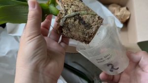 Распаковка посылки с новыми орхидеями