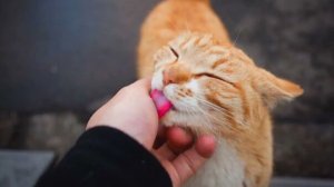 Почему кошки облизывают своих хозяев