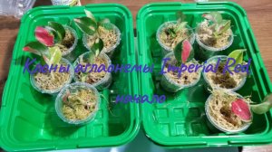 Клоны аглаонемы, адаптация, начало #клон #аглаонема #адаптация #клонырастений #комнатныецветы #цветы