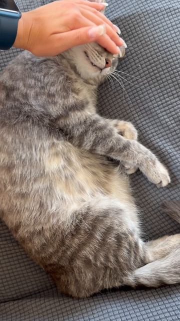 Милый котик 🐱😺