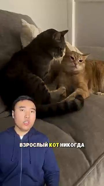 как нас дурят кошки смотреть онлайн