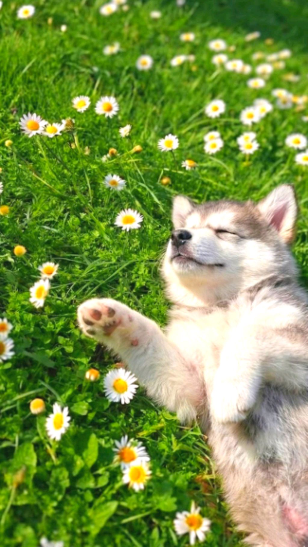 ★~Ухаживаем за R♻️kky~🐺 смотреть онлайн