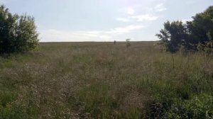стрекозы.коллективная охота.