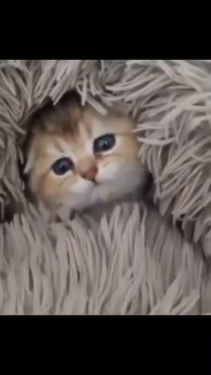 Клип @meowtaverse