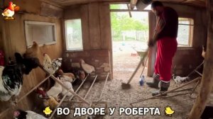 Содержание кур в домашних условиях и других птиц во дворе у Роберта 🐣🐤🦆🐔🪿🦃 (518)