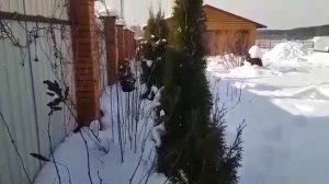 Ожоги хвойных, причина и самый эффективный метод борьбы.