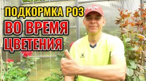 Попробуйте так подкормить РОЗЫ перед цветением и они дадут много бутонов и цветков 🌹🌹🌹