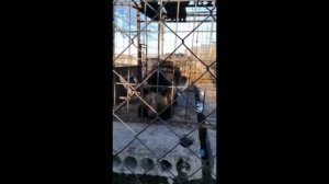 Хабаровские зоозощитники обеспокоены состоянием живущей в кафе медведицы Маши