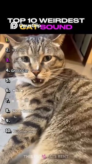 Смешные коты