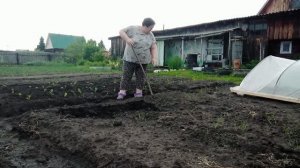 ПРИГОТОВИЛА / КУПИЛА / ПОСАДИЛА пока 70 шт. / СТАИ СКВОРЦОВ / УРАЛ село