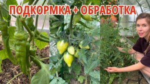 Начните эти обработки томатов и перцев уже сейчас, чтобы не лишиться урожая