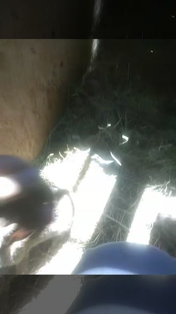 Когда ворвис не причастен полностью