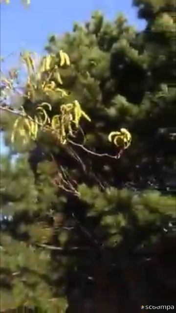 Серёжка ольховая...