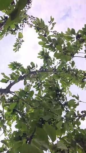 вы решаете сколько мне съесть черешни