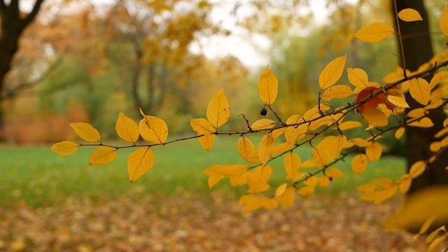 😎Я Был Рождён Под Листопад...🍁🍂 смотреть онлайн