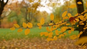 😎Я Был Рождён Под Листопад...🍁🍂