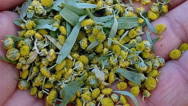 Запах полыни