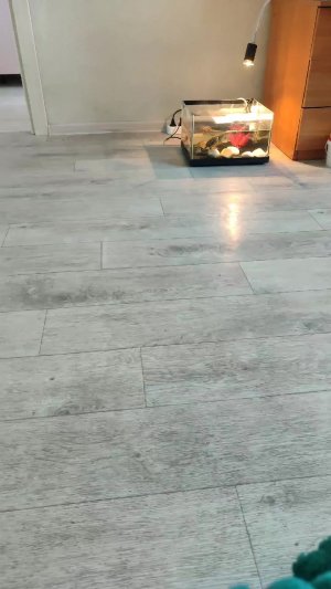Черепашки