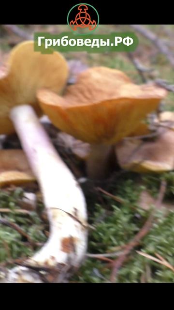 Рядовка жёлто-красная - Tricholomopsis rutilans. Без вкуса. Окрашивает бульон в чёрный цвет. смотреть онлайн