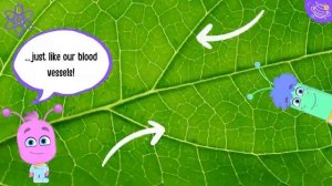 Parts of a leave_science