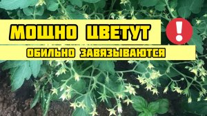 ТОМАТЫ ДВИНУЛИСЬ В РОСТ И ЦВЕТ. Чем поливать?!