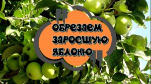 Обрезаем и формируем  заросшую яблоню. Флорина.