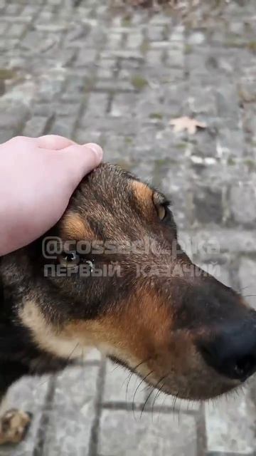 милота из бригады дон