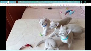 Котята  питомника кошек  БУРМ БЛЭЙЗ