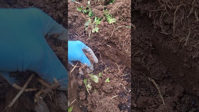 Как посадить малиновое дерево правильно?