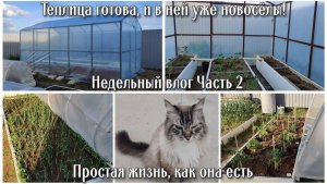 ВЛОГ 🏠 Часть 2. Наконец-то! Теплица готова, и в ней уже новосёлы 🌱 Простая жизнь, как она есть