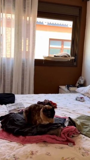 Котики такие котики