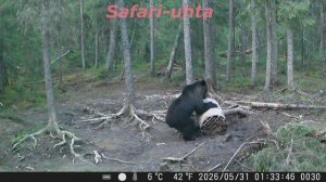 Удачная охота