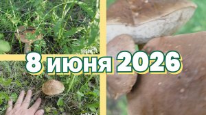 Грибы появились! Тула