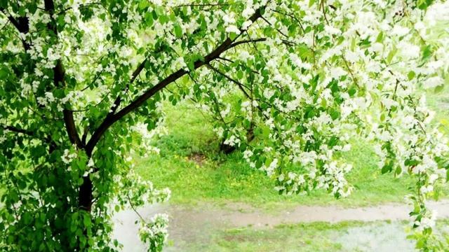 Танцевали дождь и ветер. смотреть онлайн