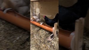 Петушары