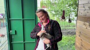 Вот чьи яички я ем: побывала в уютном курятнике и познакомилась с очаровательными ручными курочками