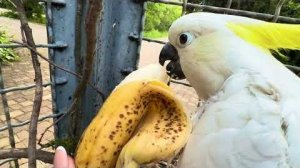 И снова уговоры ЗА ПОКУШАТЬ попугаев Киру и Кешу❤️